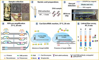 A CRISPR/Cas12a-based portable platform for rapid detection of Leptosphaeria maculans in Brassica crops